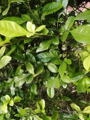 Swinglea glutinosa, photograph (c) GERMAN LEONEL SARMIENTO CRUZ, some rights reserved (CC BY)