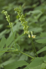Lathyrus davidii