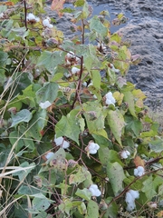 Gossypium hirsutum