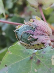Gossypium hirsutum