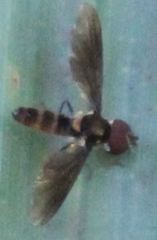 Ocyptamus antiphates