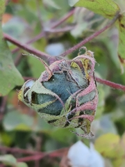 Gossypium hirsutum