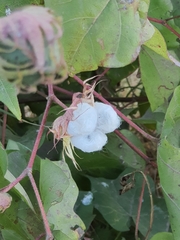 Gossypium hirsutum