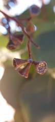 Eucalyptus baueriana thalassina