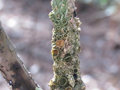 Pseudoparmelia