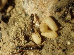 Hypoponera punctatissima
