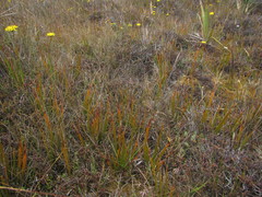 Libertia peregrinans