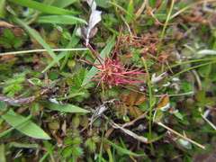 Acaena microphylla pauciglochidiata