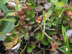 Acaena microphylla pauciglochidiata