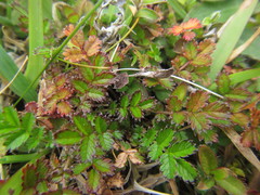 Acaena microphylla pauciglochidiata