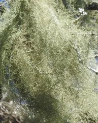 Usnea trichodea