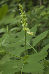 Lathyrus davidii