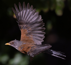 Turdus rufopalliatus