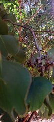 Eucalyptus baueriana thalassina