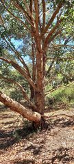 Eucalyptus baueriana thalassina