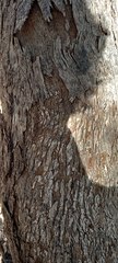 Eucalyptus baueriana thalassina