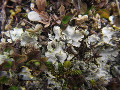 Podostictina pickeringii