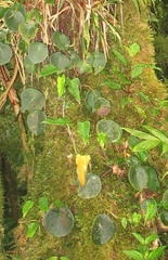 Peperomia hernandiifolia