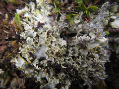 Podostictina pickeringii