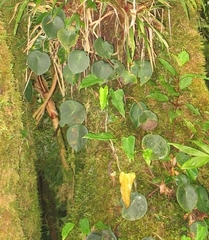 Peperomia hernandiifolia