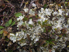 Podostictina pickeringii