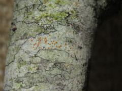 Haematomma persoonii