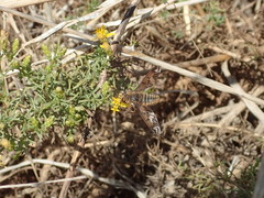 Poecilanthrax arethusa