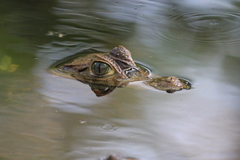 Caiman crocodilus fuscus
