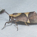 Tamaulipan Lichen Moth - Photo (c) Chuck Sexton, some rights reserved (CC BY-NC)