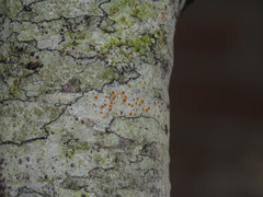 Haematomma persoonii