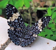 Hamadryas amphinome amphinome