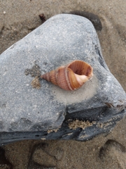 Nassarius perpinguis