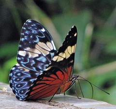 Hamadryas amphinome amphinome