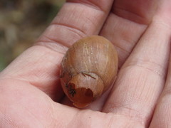 Euglandina rosea