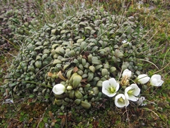 Gentianella saxosa