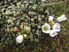Gentianella saxosa
