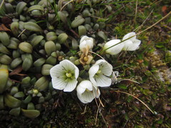 Gentianella saxosa