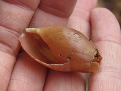 Euglandina rosea