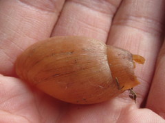Euglandina rosea