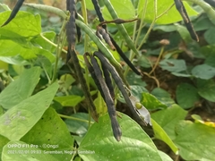 Vigna radiata