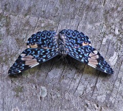 Hamadryas amphinome amphinome