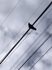 Corvus brachyrhynchos