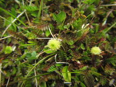 Leptinella pusilla