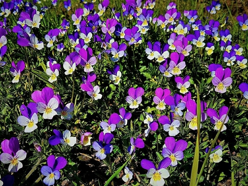 Viola tricolor iNat (3)