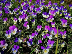 Erect Violet (Viola erecta)