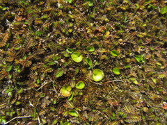 Leptinella pusilla