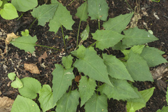 Saussurea subtriangulata