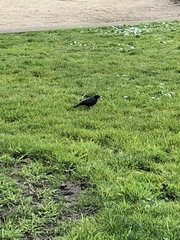 Euphagus cyanocephalus