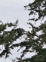 Myiozetetes similis