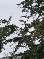 Myiozetetes similis